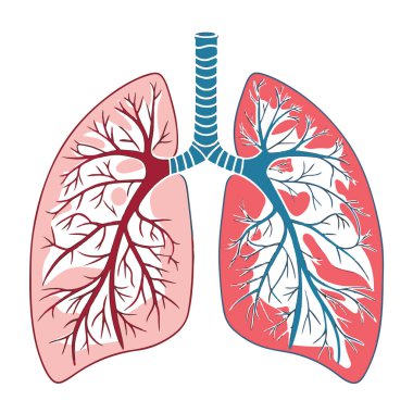 Bronşlar ve kan damarları da dahil olmak üzere detaylı iç yapıya sahip insan akciğerleri, beyaz arka planda izole edilmiş solunum sağlığı için tıbbi anatomi şeması