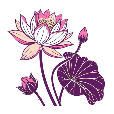 Güzel pembe ve beyaz nilüfer çiçekleri tomurcukları ve yaprakları beyaz arka planda izole.