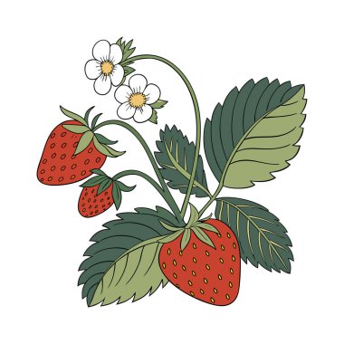 Olgun kırmızı böğürtlenler, yeşil yapraklar ve temiz beyaz arka planda izole edilmiş narin beyaz çiçeklerle dolu canlı bir çilek çizimi.