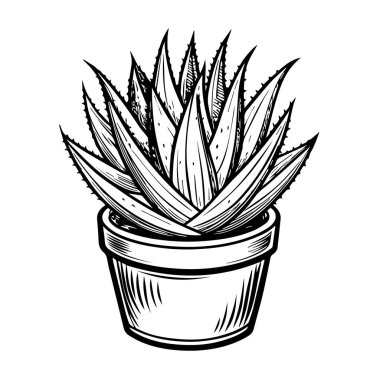 Beyaz arka planda izole edilmiş bir tencerede bulunan aloe vera sulu bitkinin el çizimi.