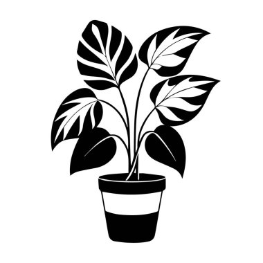 Büyük desenli yapraklı, beyaz bir arka planda izole edilmiş bir saksı bitkisinin siyah beyaz çizimi.