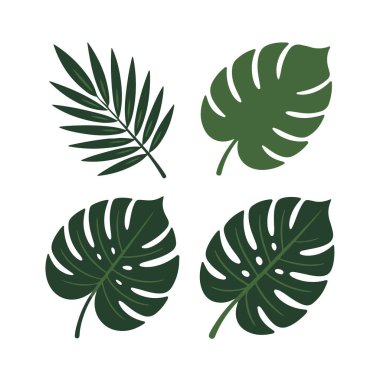 Canavarlar ve eğreltiotu da dahil olmak üzere dört yeşil tropikal yaprak koleksiyonu beyaz arka planda izole edilmiştir.