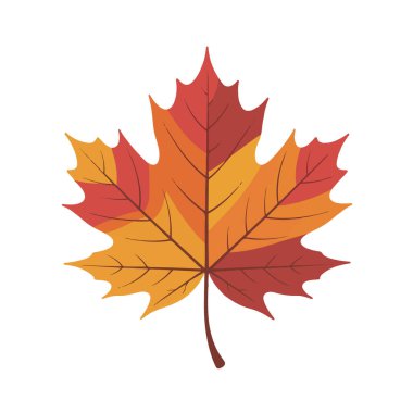 A colorful maple leaf in shades of red, orange, and yellow, isolated on a white background technology background