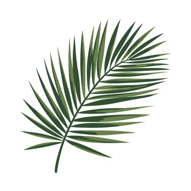 A detailed green palm leaf, isolated on white background, with a sharp and defined appearance technology background