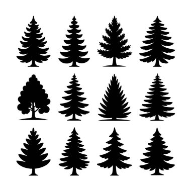 Set of twelve black silhouette evergreen trees, including pine and fir varieties, isolated on white background technology background