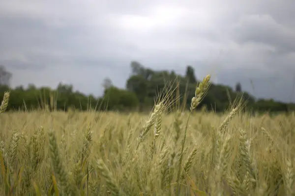 Tarlanın arka planında buğday kulakları