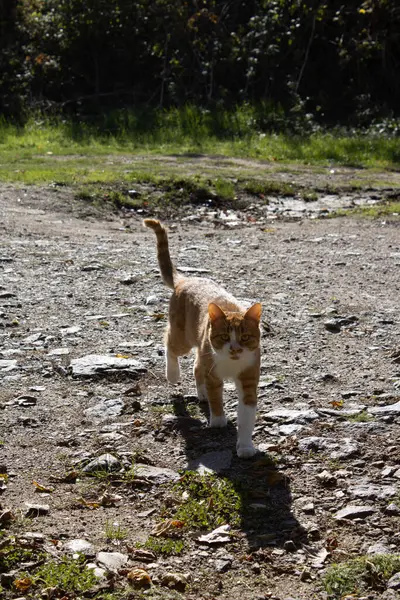 Yoldaki sevimli kedi.