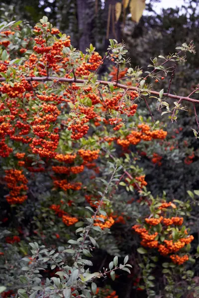 Bahçedeki kırmızı meyveler