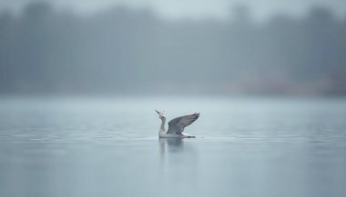 Bird taking off on a foggy lake clipart