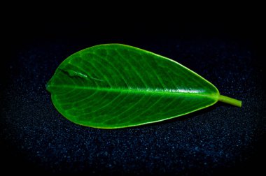 Siyah arkaplanda bir yaprak