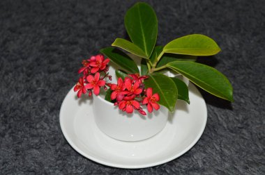 Bir kaptaki kırmızı çiçek.