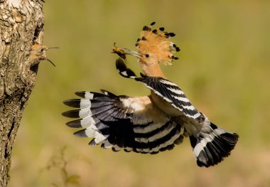 Hoopoe yuvada genç besleniyor.