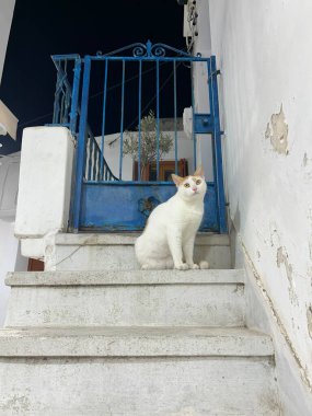 Yunan adasındaki mavi metal bir kapının önünde mermer kulaklı beyaz kedi mermer merdivenlerde merakla bakıyor. Kedi ve kapının arkasında Yunanistan 'ın sembolü olan bebek bir zeytin ağacı ve adada yetişen bir sebze portresi bulunuyor.