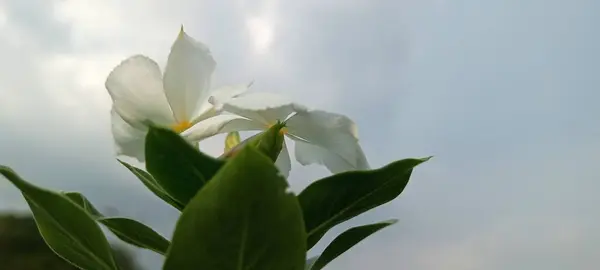Mezarlığın bahçesinde güzel beyaz çiçekler ve iyi bakılmış