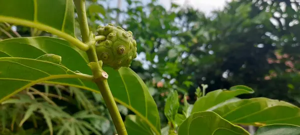Morinda citrifolia hastalıkların tedavisinde etkilidir, kan basıncını düşürebilir, meyve suyu olarak kullanılabilir ve geleneksel Endonezya tıbbı olarak çok popülerdir..