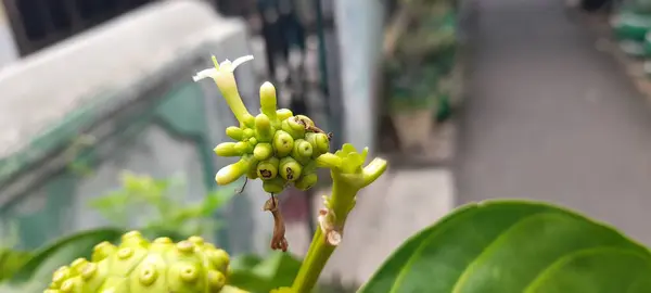 Morinda citrifolia hastalıkların tedavisinde etkilidir, kan basıncını düşürebilir, meyve suyu olarak kullanılabilir ve geleneksel Endonezya tıbbı olarak çok popülerdir..
