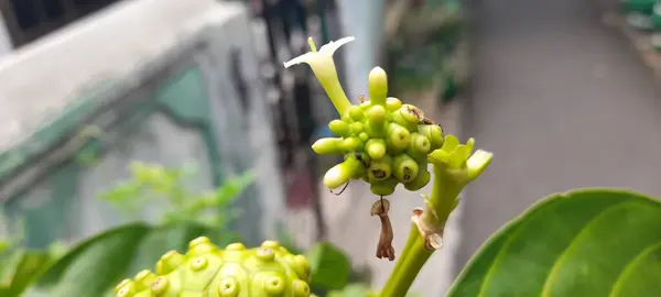 Morinda citrifolia hastalıkların tedavisinde etkilidir, kan basıncını düşürebilir, meyve suyu olarak kullanılabilir ve geleneksel Endonezya tıbbı olarak çok popülerdir..