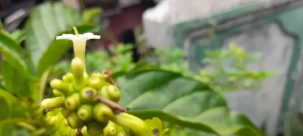 Morinda citrifolia hastalıkların tedavisinde etkilidir, kan basıncını düşürebilir, meyve suyu olarak kullanılabilir ve geleneksel Endonezya tıbbı olarak çok popülerdir..