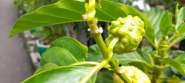 Morinda citrifolia hastalıkların tedavisinde etkilidir, kan basıncını düşürebilir, meyve suyu olarak kullanılabilir ve geleneksel Endonezya tıbbı olarak çok popülerdir..