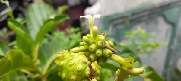 Morinda citrifolia hastalıkların tedavisinde etkilidir, kan basıncını düşürebilir, meyve suyu olarak kullanılabilir ve geleneksel Endonezya tıbbı olarak çok popülerdir..