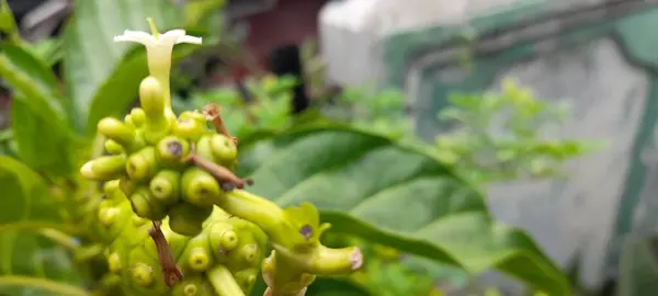 Morinda citrifolia hastalıkların tedavisinde etkilidir, kan basıncını düşürebilir, meyve suyu olarak kullanılabilir ve geleneksel Endonezya tıbbı olarak çok popülerdir..