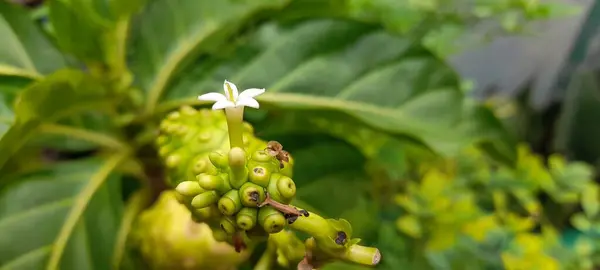 Morinda citrifolia hastalıkların tedavisinde etkilidir, kan basıncını düşürebilir, meyve suyu olarak kullanılabilir ve geleneksel Endonezya tıbbı olarak çok popülerdir..