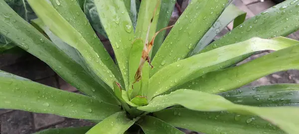 Neoregelia johannis ya da Bromeliad bahçede. Fotoğrafın üst görüntüsü yakın plan. Bromeliad Bitkisi