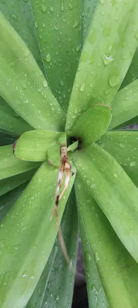 Neoregelia johannis ya da Bromeliad bahçede. Fotoğrafın üst görüntüsü yakın plan. Bromeliad Bitkisi