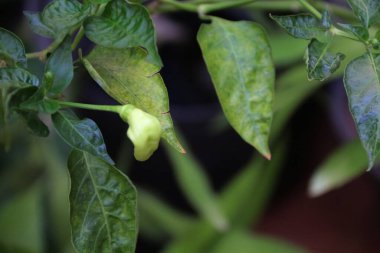 Ofis bahçesindeki Java biber bitkilerinin yakın plan fotoğrafını çek.