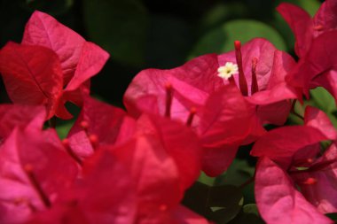 Kağıt çiçekler bulanık bir arka planla güzel görünüyor.