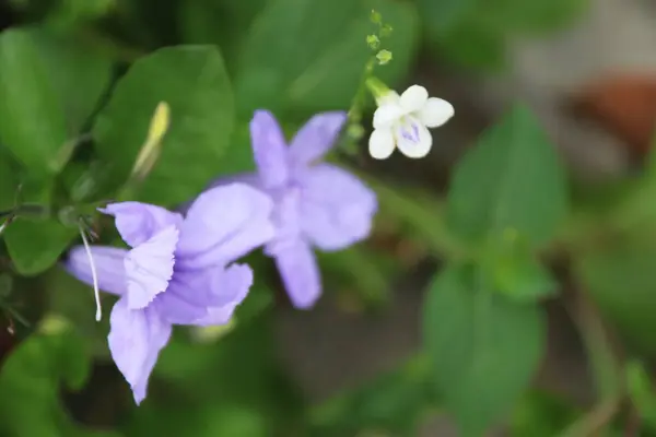 Mor Kencana bitkisi suya maruz kaldığında patlayabilir.