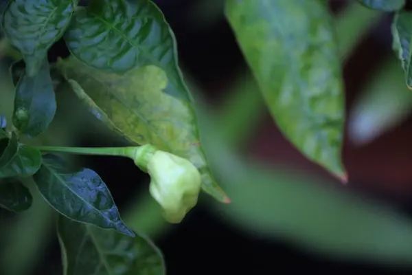Ofis bahçesindeki Java biber bitkilerinin yakın plan fotoğrafını çek.