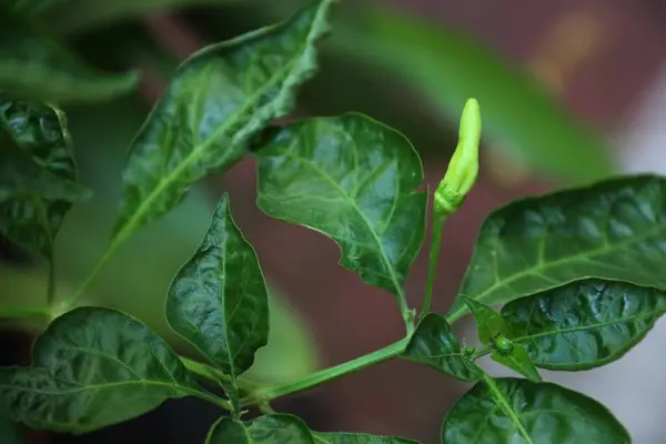 Ofis bahçesindeki Java biber bitkilerinin yakın plan fotoğrafını çek.