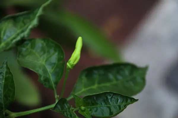 Ofis bahçesindeki Java biber bitkilerinin yakın plan fotoğrafını çek.