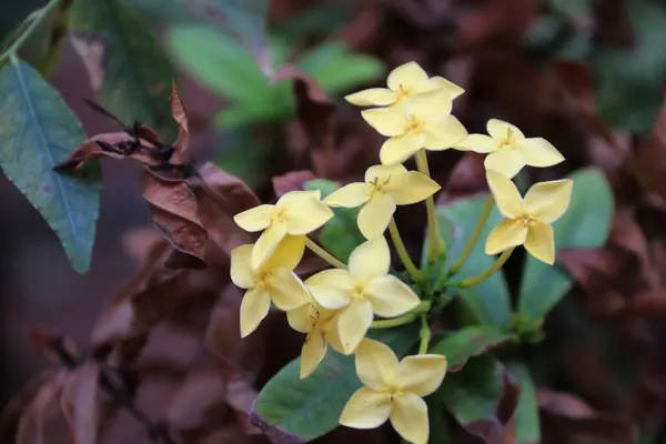 Yazın sarı Ashoka çiçekleri kahverengi kuru yaprakların arka planında.