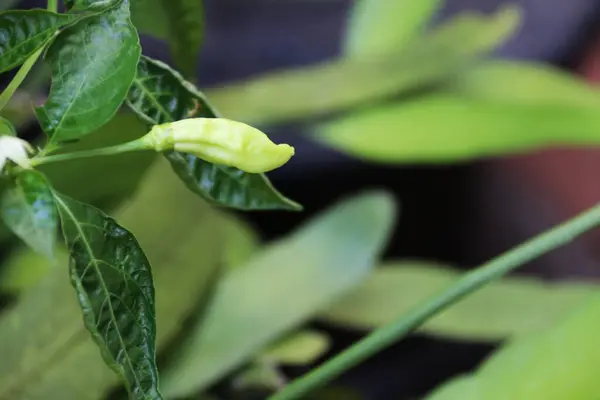 Ofis bahçesindeki Java biber bitkilerinin yakın plan fotoğrafını çek.