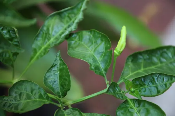 Ofis bahçesindeki Java biber bitkilerinin yakın plan fotoğrafını çek.