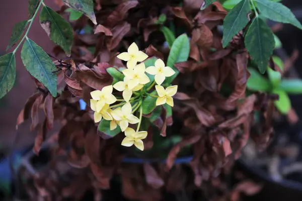 Yazın sarı Ashoka çiçekleri kahverengi kuru yaprakların arka planında.