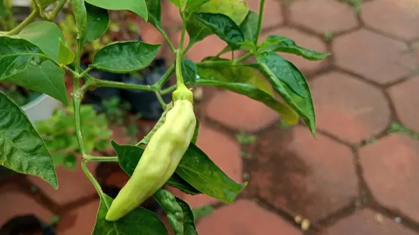 Ofis bahçesindeki Java biber bitkilerinin yakın plan fotoğrafını çek.