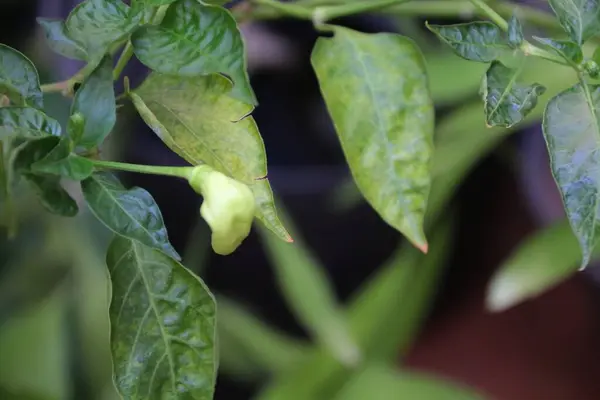 Ofis bahçesindeki Java biber bitkilerinin yakın plan fotoğrafını çek.