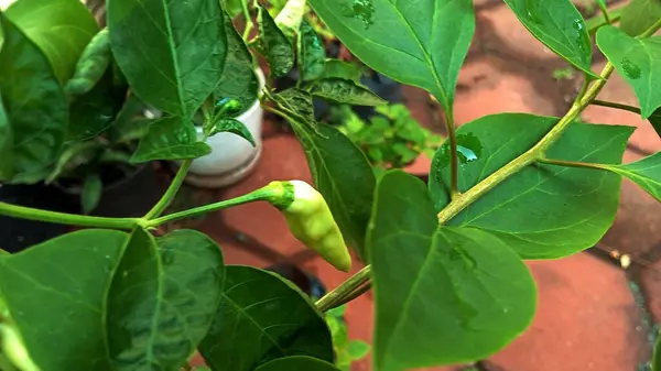 Ofis bahçesindeki Java biber bitkilerinin yakın plan fotoğrafını çek.