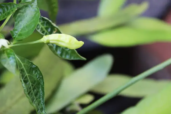 Ofis bahçesindeki Java biber bitkilerinin yakın plan fotoğrafını çek.