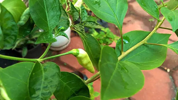 Ofis bahçesindeki Java biber bitkilerinin yakın plan fotoğrafını çek.