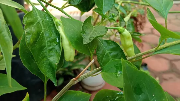 Ofis bahçesindeki Java biber bitkilerinin yakın plan fotoğrafını çek.