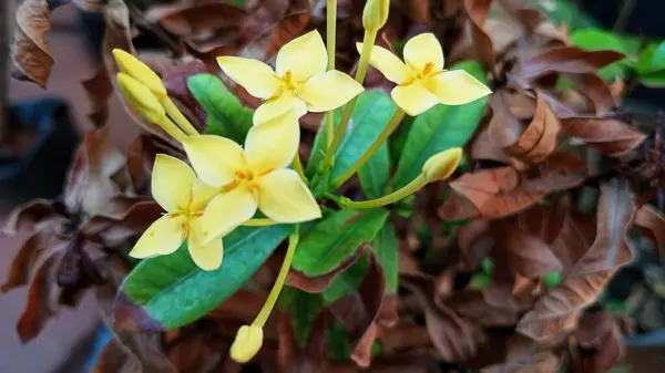 Yazın sarı Ashoka çiçekleri kahverengi kuru yaprakların arka planında.