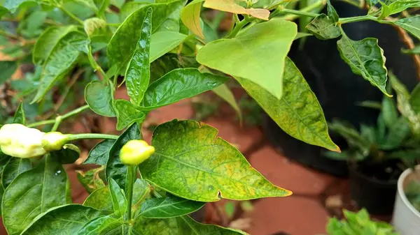 Ofis bahçesindeki Java biber bitkilerinin yakın plan fotoğrafını çek.