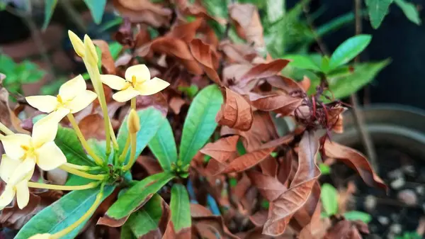 Yazın sarı Ashoka çiçekleri kahverengi kuru yaprakların arka planında.