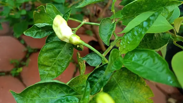 Ofis bahçesindeki Java biber bitkilerinin yakın plan fotoğrafını çek.