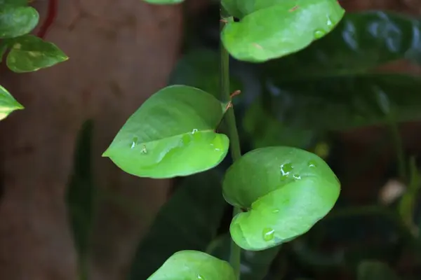 stock image Close-up of golden ivory plant, climbing plant, houseplant for home and office with blurry background.