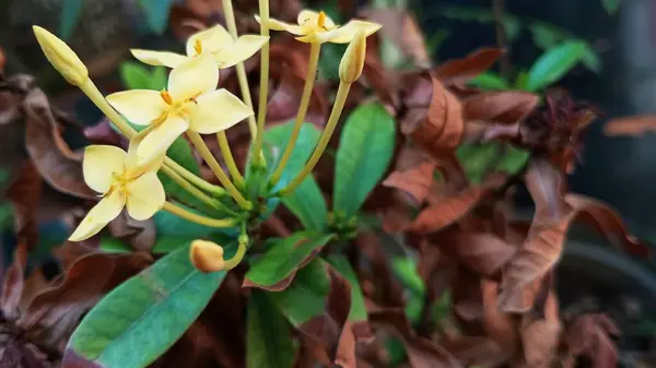 Yazın sarı Ashoka çiçekleri kahverengi kuru yaprakların arka planında.